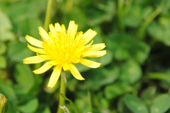 たんぽぽ/滋賀県大津市