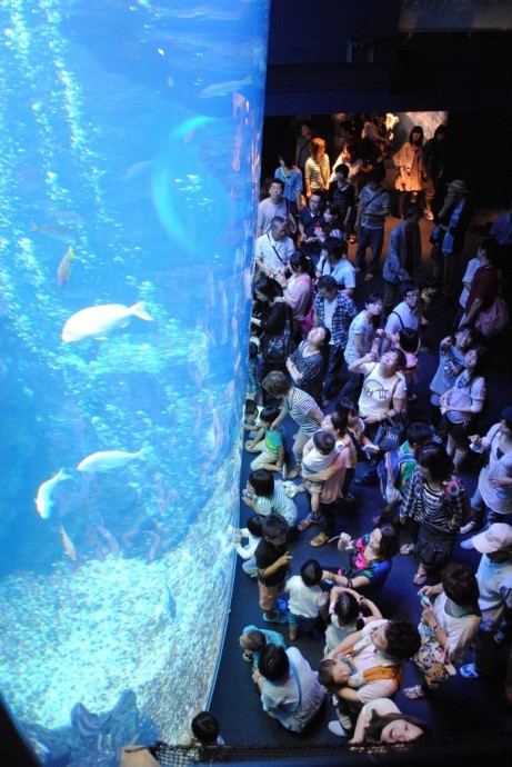京都水族館3