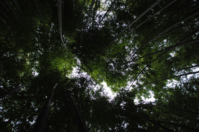 竹林にて見上げた