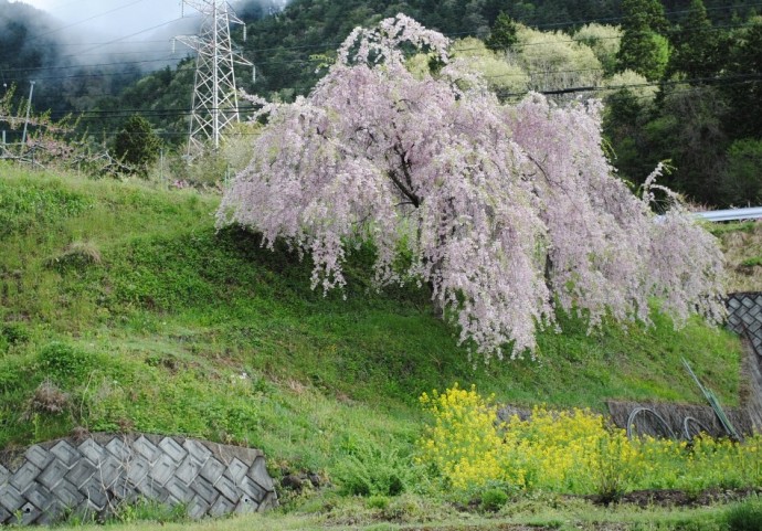 桜と菜の花と送電線